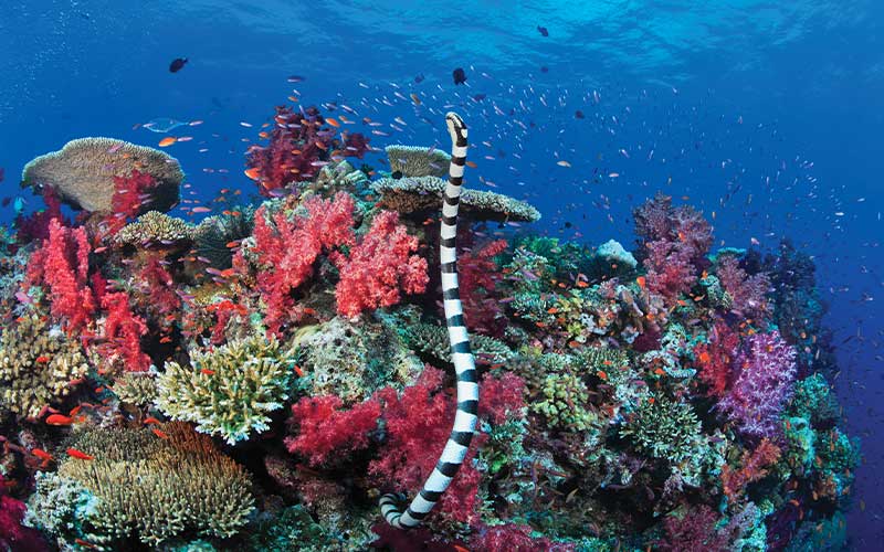 Black-and-white striped sea snake emerges from coral and heads to surface of water