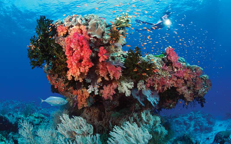 Diver approaches a big and colorful coral structure from behind