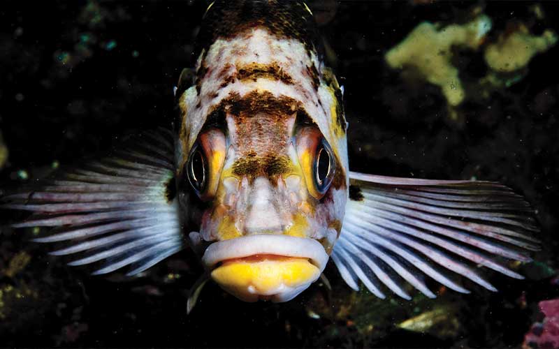 Fish with yellow lips stares right likely at the camera
