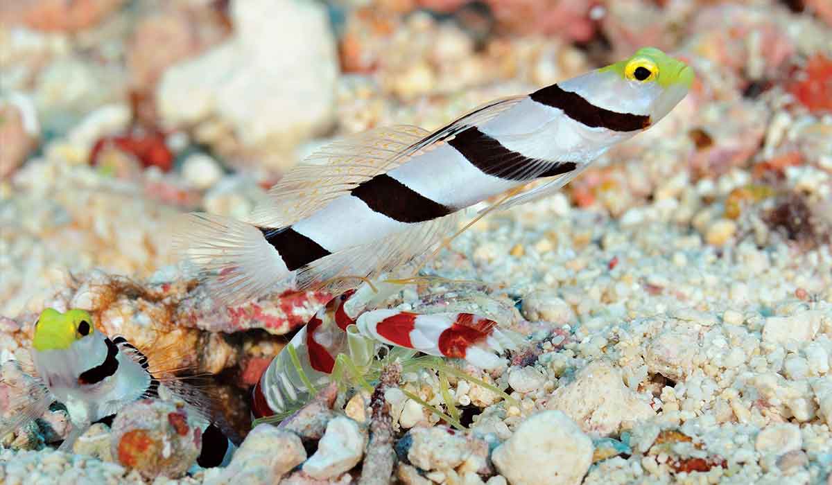 Two black-and-white striped goby pop out of the sand