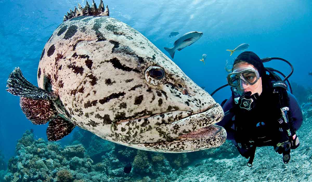 Diver swims next to a speckled grouper fish