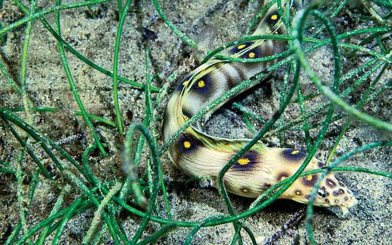 Goldspotted eel among green grass