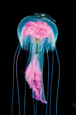 A shrimp takes a ride on a pink-tentacled jellyfish