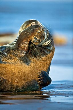 Bashful grey seal covers its eyes with its flipper