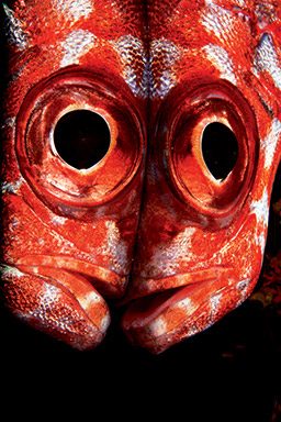 Beady-eyed red snapper stares at its reflection