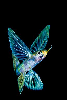 Colorful flying fish resembles a hummingbird