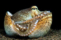 Curled-up blue-veined octopus