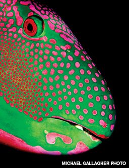 Green-and-pink parrotfish gawks at camera