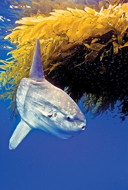 Mola mola swims around pile of kelp