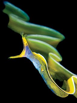 Open-mouthed blue ribbon eel searches for a snack