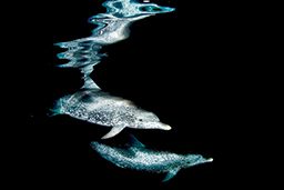 Several Atlantic spotted dolphins swim through dark ocean waters