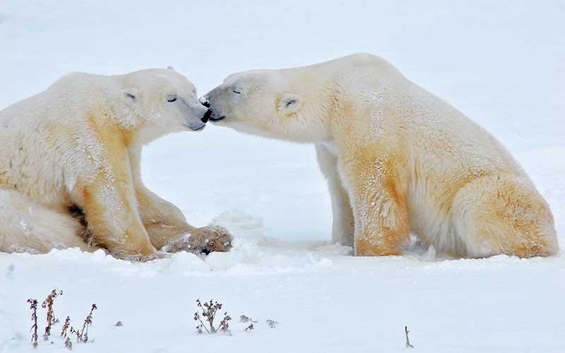Sitting polar bear receives a smooch from another polar bear