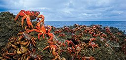 Swarm of red crab migrate toward the ocean