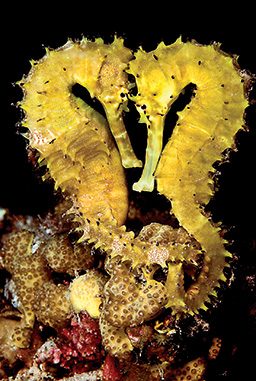 Two yellow thorny seahorses touch foreheads