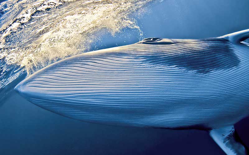 Under-belly view of a dwarf minke whale