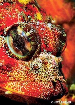 A bug-eyed sculpin is red and stares at camera
