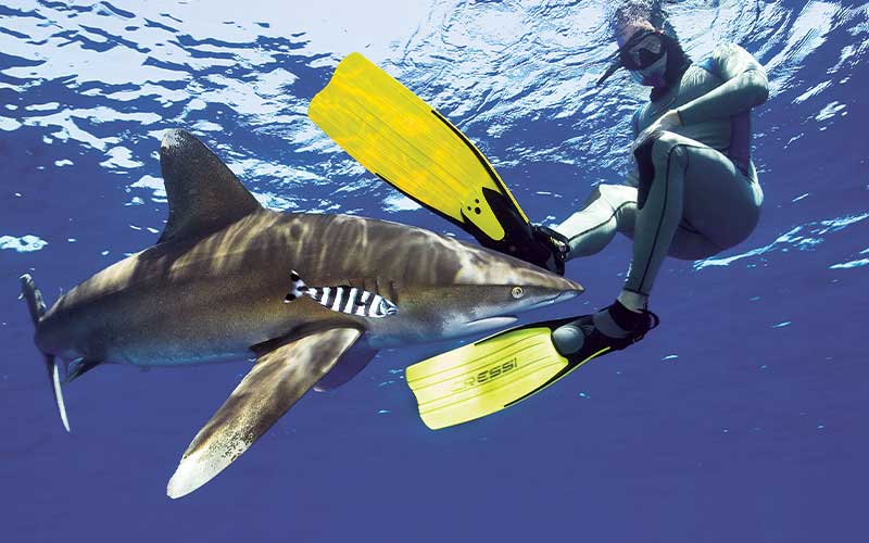 Shark swims right at the feet of a snorkeler