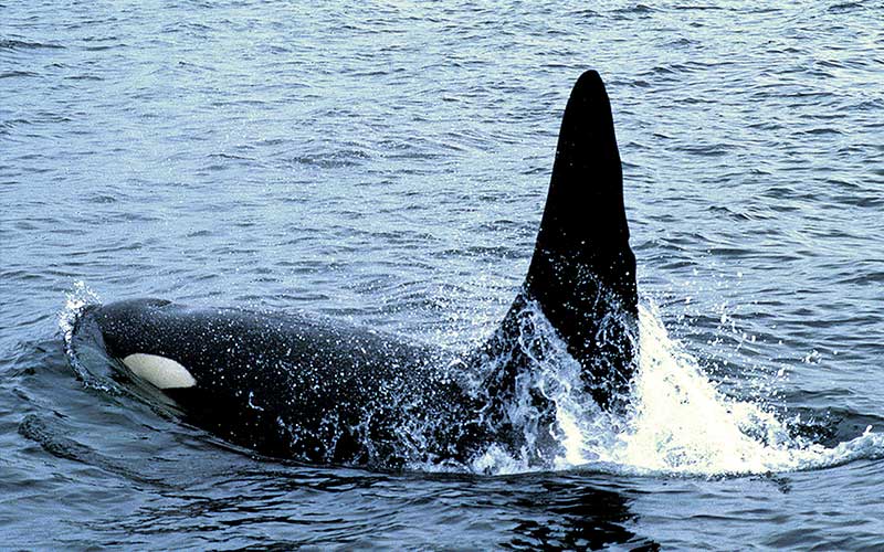 Surfaced orca whale skims the top of the water