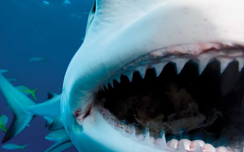 The open mouth of a shark contains some kind of food