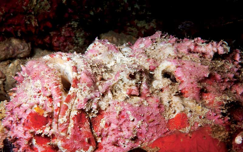 A lumpy and pink stonefish