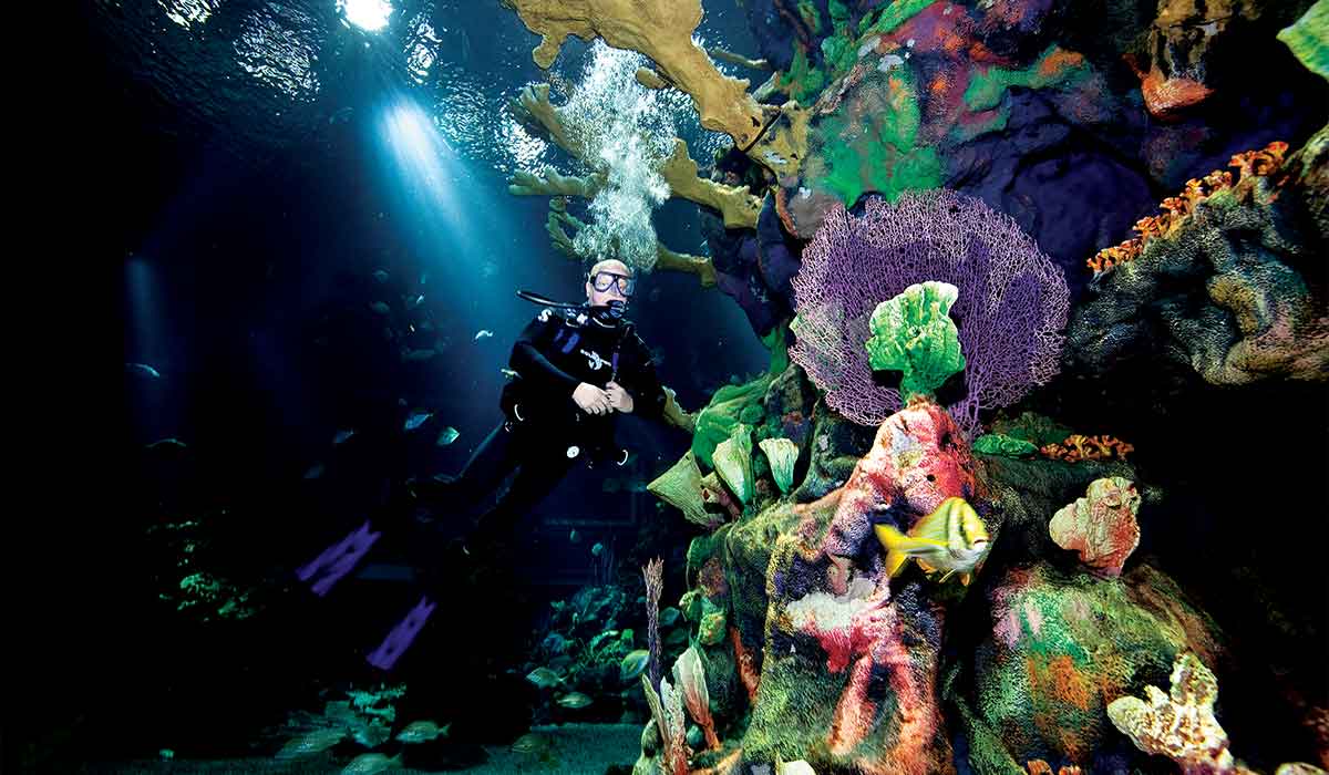 Diver in colorful Magic Kingdom aquarium