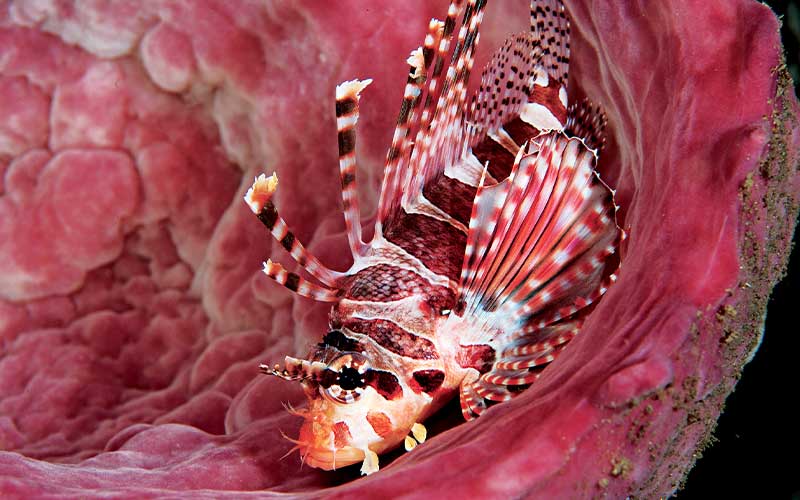 Lionfish in a cozy pink marine structure