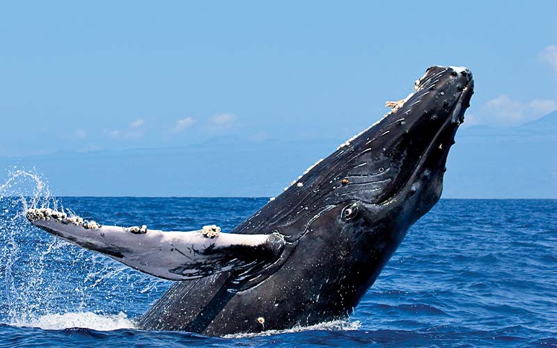 Breaching humback whales shows off for the camera