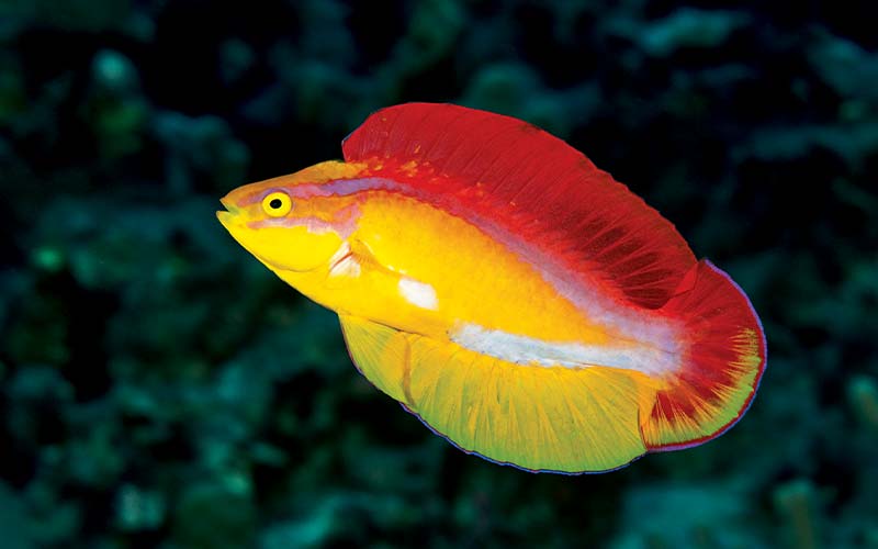 Red-and-yellow male wrasse