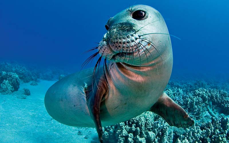 Shy monk seal looks away from the camera