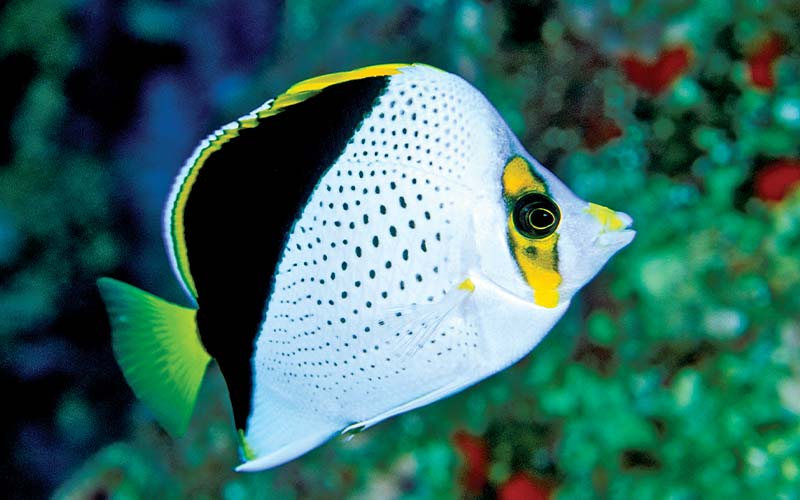 Tinker's butterfly fish has a white body with black spots and a yellow streak over the eye