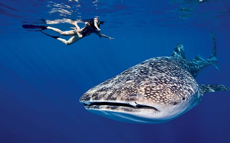 Whale shark appears below a snorkeler