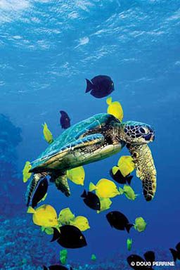 Yellow tangs and black tangs clean a sea turtle