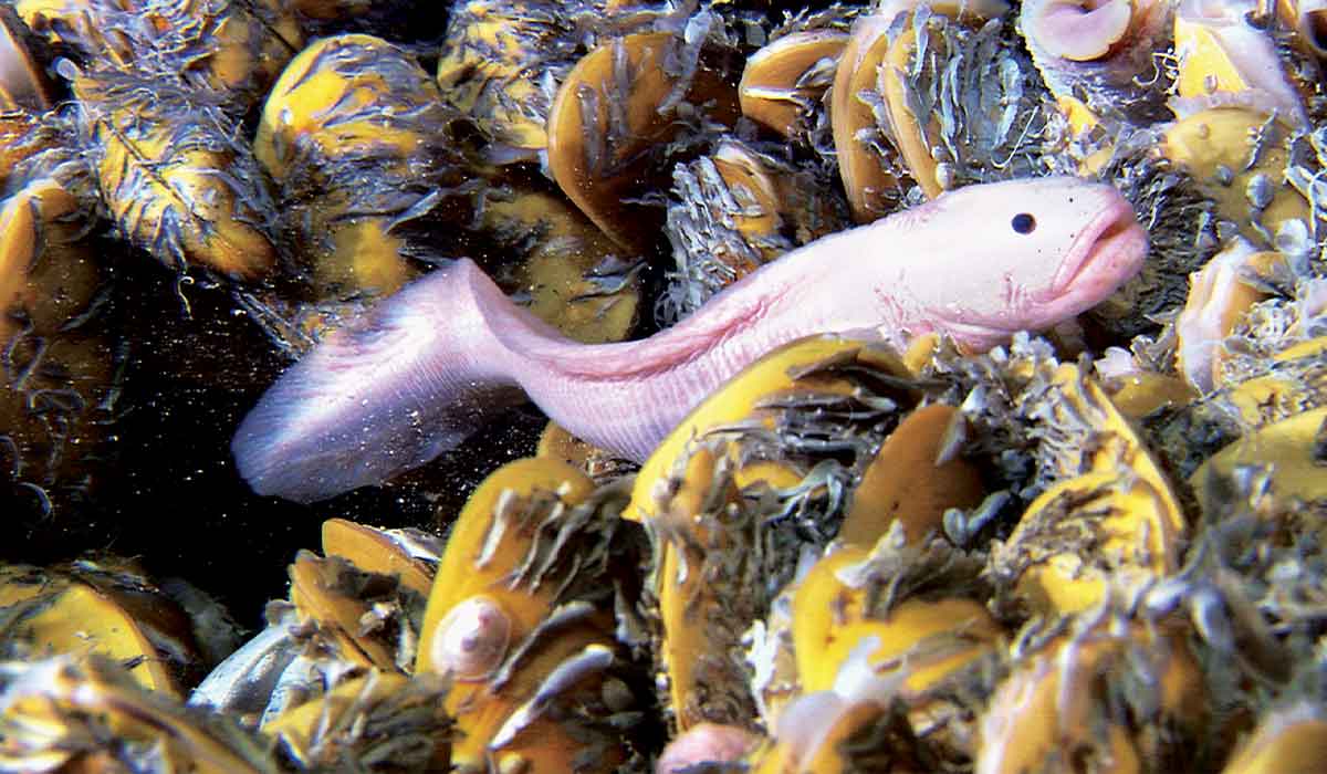 Ugly pink fish in a bed of mussels