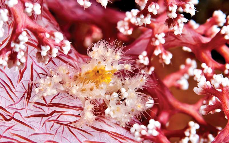 A yellow decorator crab is covered in fluffy hydroids