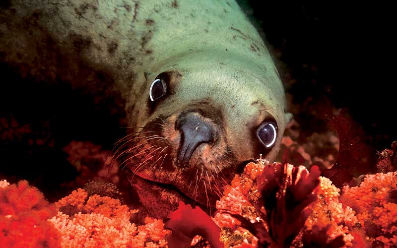 Bashful sea lion looks at the camera