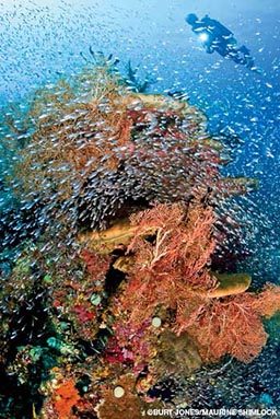 Coral formation swarmed with tiny fish and a diver in background
