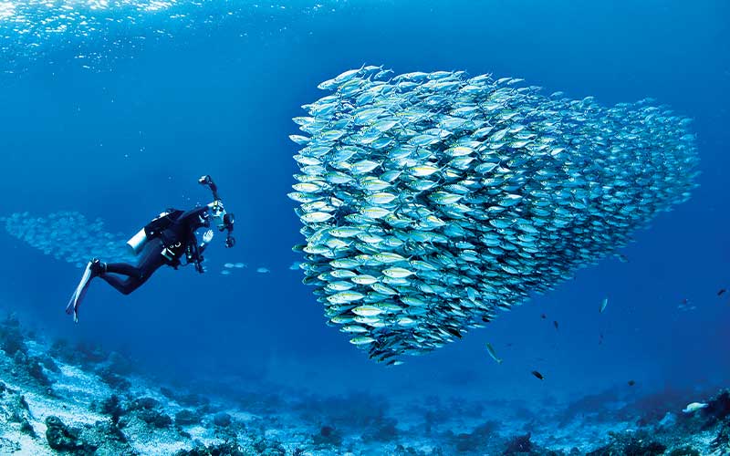 Dive photographer approaches a big school of silver fish