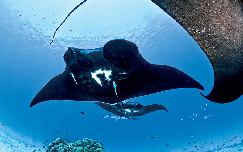 Manta rays swim toward camera