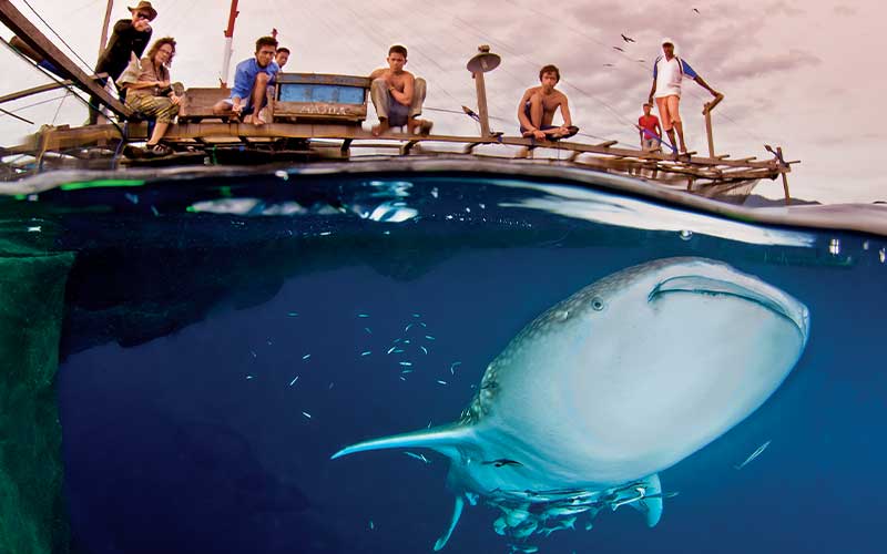 Over-under shot of a whale shark swimming underneath a fishing boat