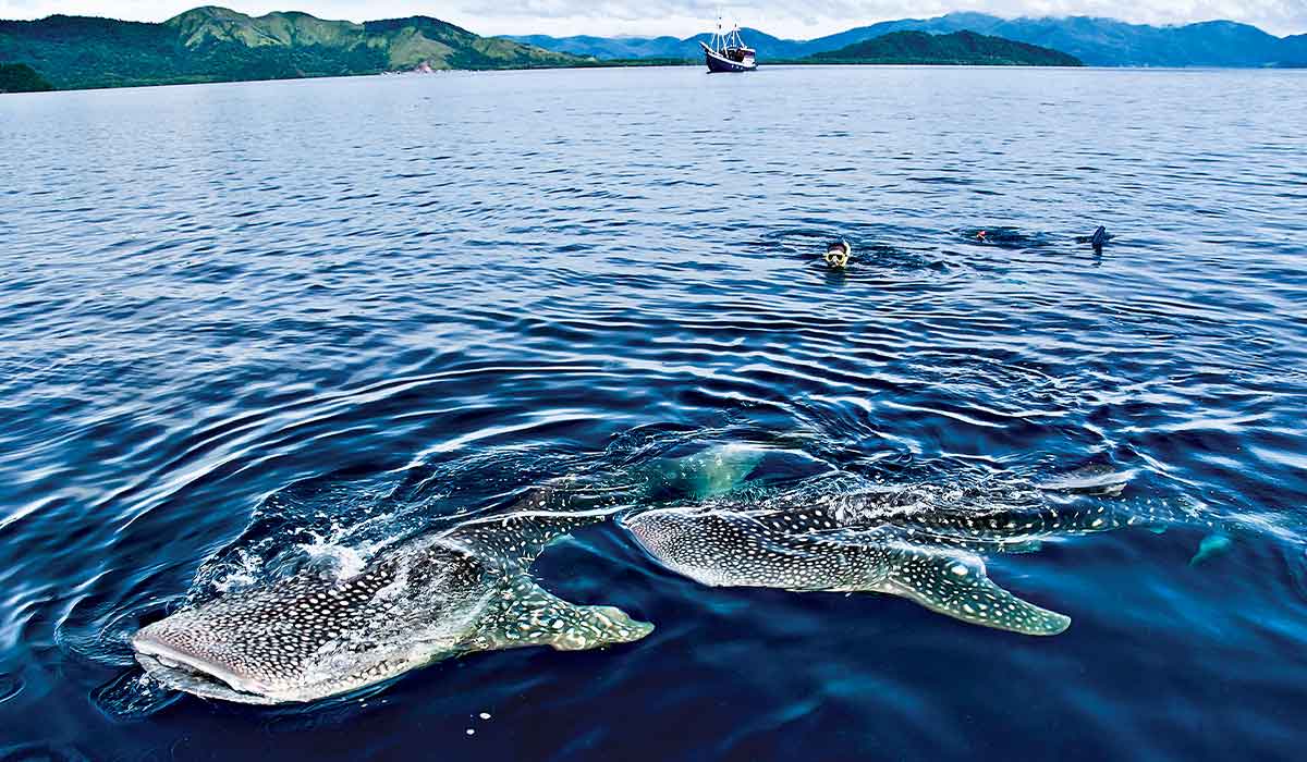 Snorkelers follow two whale sharks in a blue bay