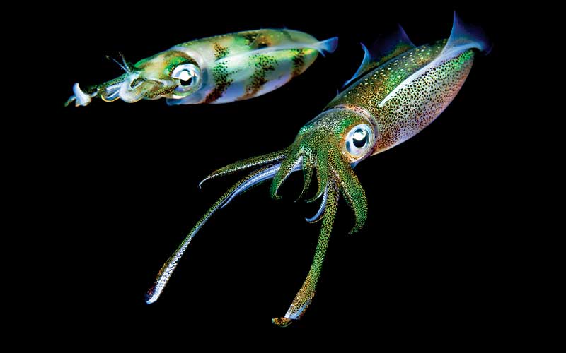 Two mutli-colored, glimmering reef squid
