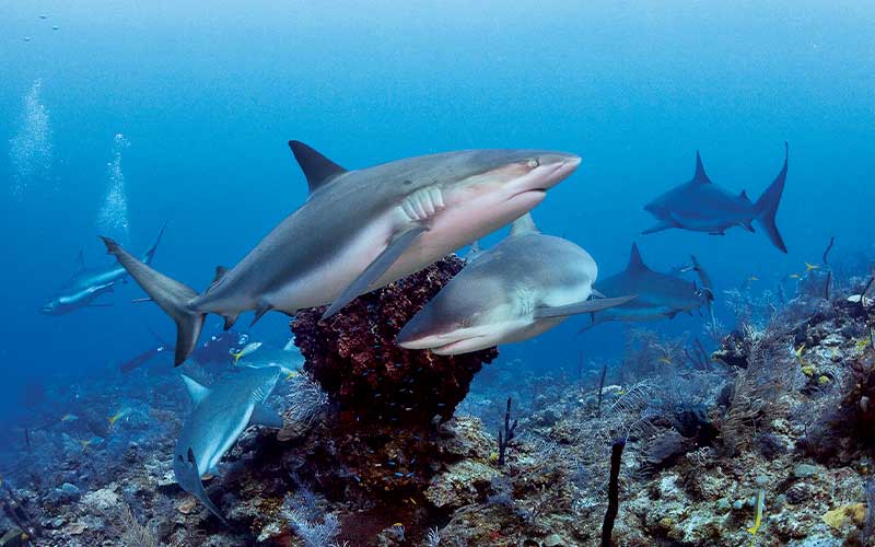 Shiver of reef sharks hang out near a coral reef