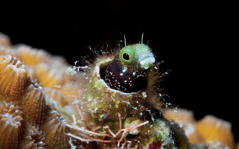 The green head of a spiny blenny pokes its head out of a coral