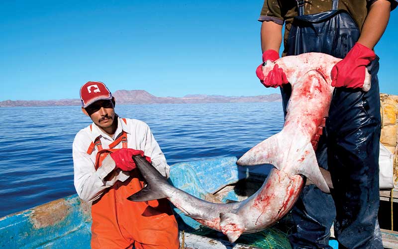 Two fishermen hold the bloody body of a hammerhead shark