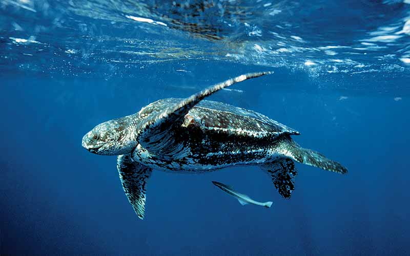 A leatherback turtle swims through the ocean