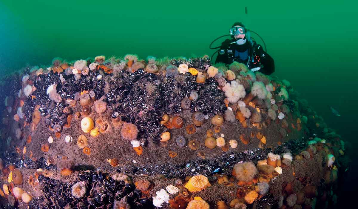 Diver approaches a sponge-encrusted shipwreck