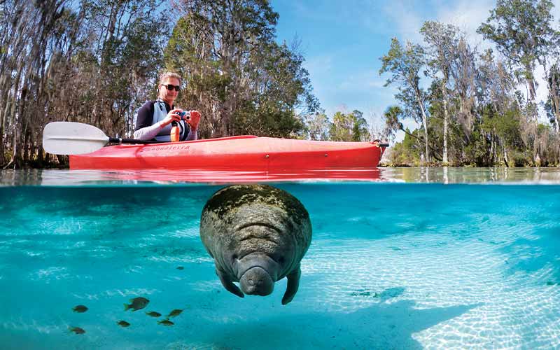 Man in red kayak takes a photo of a manatee below
