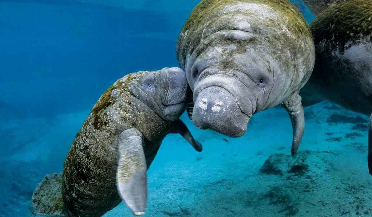 Manatee calf kisses the cheek of its mother