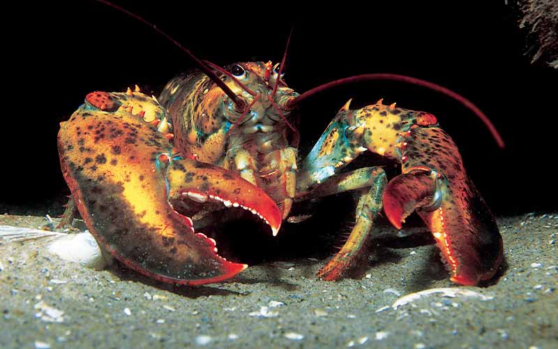 Mean-looking lobster looks like its ready for a flight