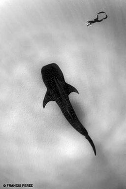 Black-and-white image of a whale shark and freediver